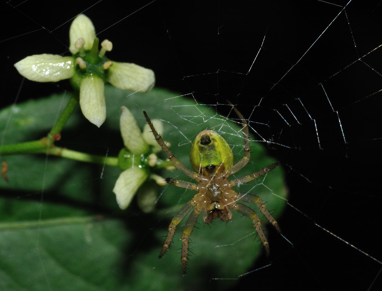 Araniella sp.